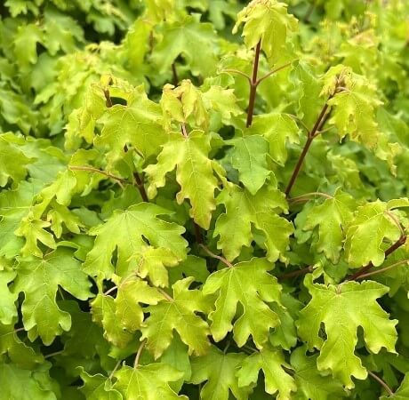 Acer 'Common Field' Maple - Image 5