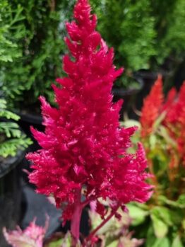 A vibrant pink Celosia 'Dragons Breath' flower stands out against lush green foliage and blurred ornamental plants in the background.