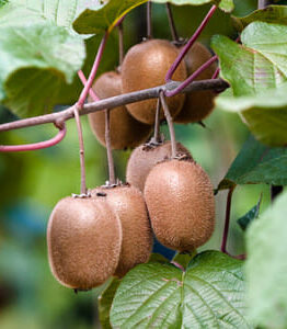 Cluster of ripe Actinidia Kiwi Fruit (Female) 2L Pot hanging from a branch, surrounded by green leaves.