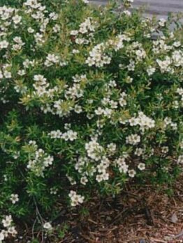 A lush Leptospermum 'Lemon Bun' with small white flowers, set against a background of mulch and part of a wooden structure on the left.