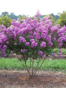 Lagerstroemia 'Lipan' Crepe Myrtle (Bush Form) 12" Pot