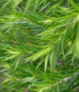 Close-up of vibrant green Melaleuca 'Revolution Green' Myrtle 6" Pot needles with a soft-focus background.