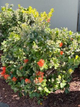 Austromyrtus 'Midyim Berry' 6" Pot features a green shrub with red-orange flower clusters and white buds, perfect for adding vibrant color to your mulched garden by a light-colored wall.