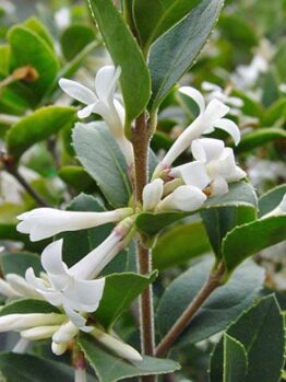 Heaven Scent Osmanthus 'Heaven Scent' 8" Pot flowers and buds on a shrub with glossy green leaves.