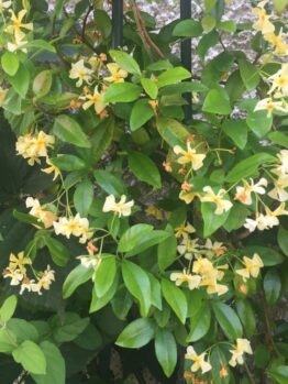 Trachelospermum 'Star of Toscana' Jasmine 6" Pot flowers blooming on a vine against a black iron fence, surrounded by lush green leaves.