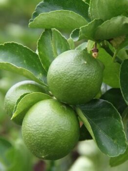 Citrus 'Sublime' Lime Tree 8" Pot growing on a tree with lush leaves, in close-up view.