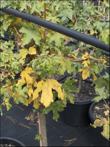 Acer 'Common Field' Maple - Image 4