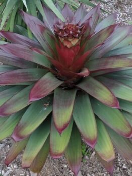 Alcantarea 'Silver Plum' Bromeliad features broad, pointed green leaves with red tones, forming a striking circular rosette. Ideal for outdoor planting in mulch or for display in a 12" pot.