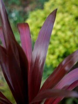 Close-up of a Cordyline 'Superstar' 7" Pot plant with slender, pointed leaves, contrasted against a blurred background of green foliage.