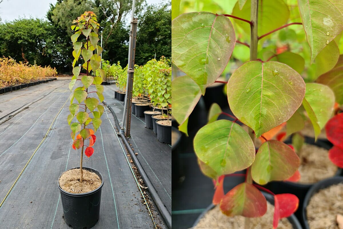 Triadica 'Chinese Tallow' Tree 8" Pot - Image 3