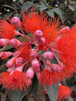 The Corymbia 'Baby Scarlet' Flowering Gum 8" Pot features clusters of bright red blossoms with long thin stamens and pink buds, set among dark green foliage.