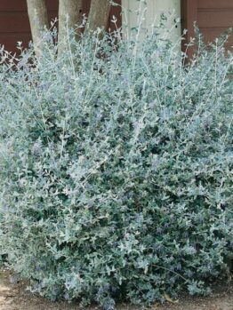 A dense bush with silver-gray leaves and small purple flowers, identified as Teucrium fruticans 'Tree Germander' 6" Pot, growing against a brown backdrop.