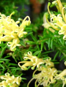 Close-up of vibrant yellow Grevillea 'Gold Cluster' 6" Pot flowers with narrow green leaves, emphasizing the detailed tendrils and texture.