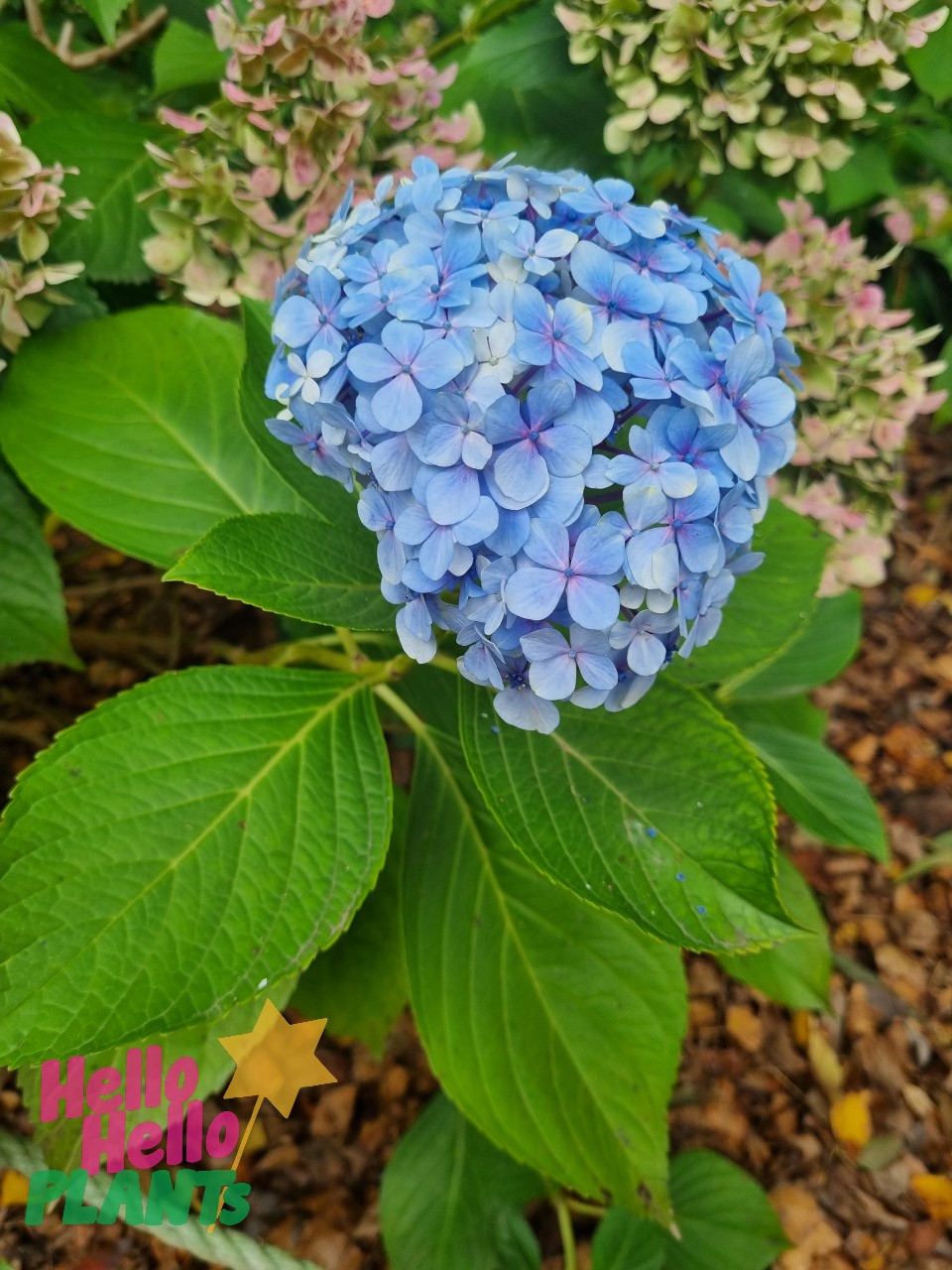 Hydrangea macrophylla 'Blue' - Image 3