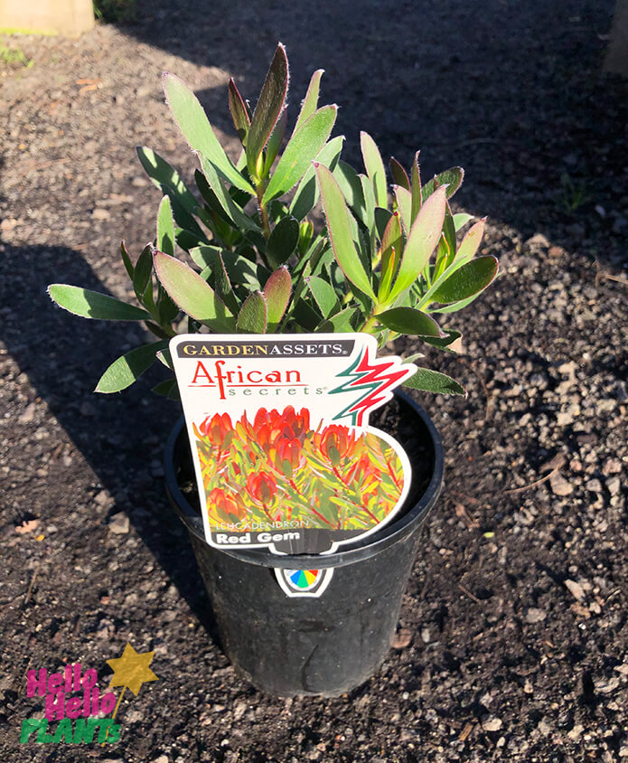 Leucadendron 'Red Gem' 6" Pot - Image 3
