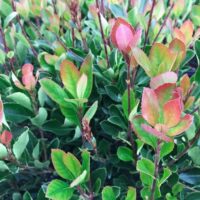 Rhaphiolepis 'Little Bliss' Indian Hawthorn 7" Pot, features green and red leaves close-up, showcasing the vibrant foliage colors with a blurry background.