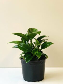 A vibrant Philodendron 'Green Princess' 4'' Pot with glossy leaves, in a 4'' black pot, against a plain light beige background.