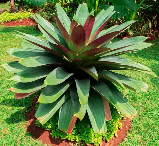 Bromeliad Imperial Purple Alcantarea