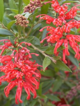 Vibrant red Grevillea 'Lady O' (PBR) 6" Pot flowers with green foliage, showcasing intricate petal details and emerging buds.