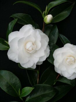 Two white Camellia japonica 'Pope John XXIII' 8" Pot flowers with lush green leaves on a dark background.