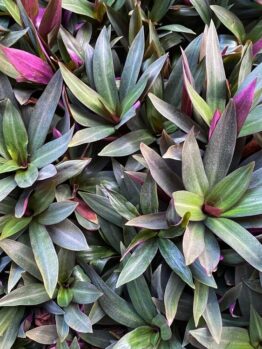 A dense cluster of green and purple Licuala 'Elegant Fan Palm' leaves with pointed tips overlap, creating a richly textured, layered pattern reminiscent of this elegant fan palm species.