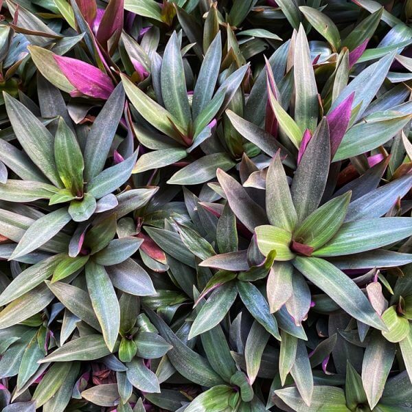 A dense cluster of green and purple Licuala 'Elegant Fan Palm' leaves with pointed tips overlap, creating a richly textured, layered pattern reminiscent of this elegant fan palm species.