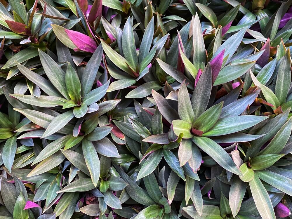 A dense cluster of green and purple Licuala 'Elegant Fan Palm' leaves with pointed tips overlap, creating a richly textured, layered pattern reminiscent of this elegant fan palm species.