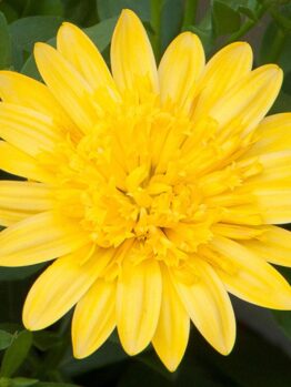 Close-up of a vibrant yellow Osteospermum '3D Yellow™' African Daisy 6" Pot with detailed petals and a green leafy background.