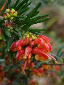 Close-up of Grevillea 'Charlie's Angel' PBR 6" Pot flowers with dew drops, surrounded by green leaves.