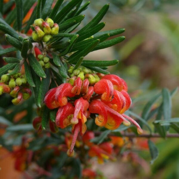 Close-up of Grevillea 'Charlie's Angel' PBR 6" Pot flowers with dew drops, surrounded by green leaves.