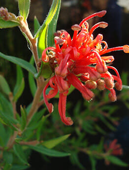 Red Grevillea 'Cherry Cluster™' 6" Pot flower with pointed leaves, sunlit against a blurred background.