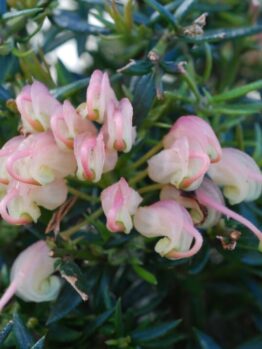Pale pink bell-shaped flowers of Grevillea 'Coral Baby' 6" Pot amid dark green needle-like leaves, suggesting a close-up of a blooming shrub.