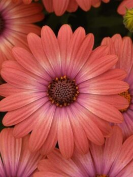 Close-up of Osteospermum 'Serenity™ Coral Magic' African Daisy 6'' Pot flowers with rich, textured petals and dark pink centers, surrounded by buds, against a green background.