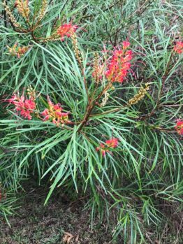 A vibrant Grevillea 'Elegance' 6" Pot with slender green leaves and clusters of red and orange flowers.