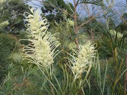 Grevillea 'Moonlight'