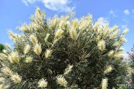 Grevillea 'Moonlight' - Image 3