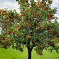Fruit Trees