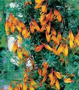 Vibrant orange and yellow Lotus 'Gold Flash' 6" Pot vine flowers draped around a green shrub.