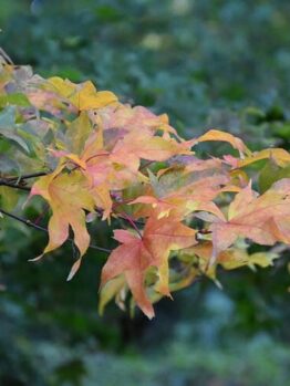 Branch of an Acer 'Ichigyoji' Japanese Maple 8" Pot tree with vibrant red and yellow leaves against a blurred green background.