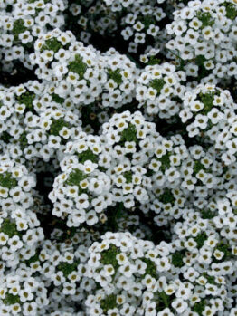 Dense cluster of Lobularia 'Snow Princess' Sweet Alyssum flowers in a 6" pot with tiny green leaves.