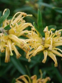 Grevillea 'Canterbury Gold™' 6" Pot flowers in bloom, with green leaves in the background.