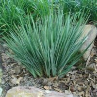 A tall, slender clump of Dianella 'Seaspray' Flax Lily is surrounded by mulch and stones in a garden setting.