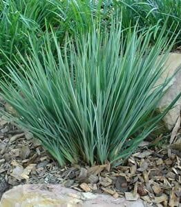 A tall, slender clump of Dianella 'Seaspray' Flax Lily is surrounded by mulch and stones in a garden setting.