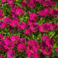 Osteospermum 'Electric Rose' African Daisy 6" Pot