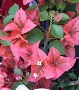 Bougainvillea bambino 'Pedro' 8" Pot blooms and small white flowers with green leaves, close-up.