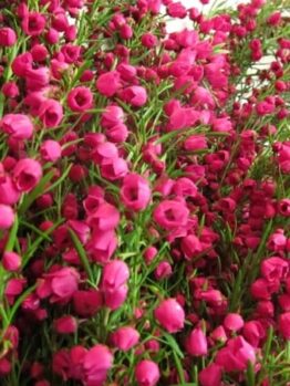 A dense cluster of small, vibrant pink Boronia 'Lipstick' 6" Pot flowers with lush green stems.