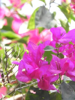 The vibrant green leaves and pink bougainvillea flowers enjoy the sunlight alongside the delicate Jasmine 'Angel Wings' in a serene 8" pot, enhancing their collective beauty.