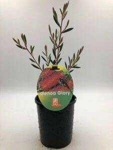 Callistemon 'Genoa Glory™' 6" Pot - Image 3