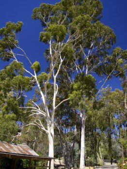 Tall Corymbia 'Lemon Scented Gum' 8" Pot trees towering over a small picnic area under a clear blue sky.