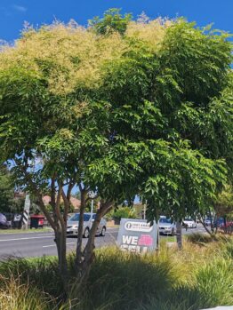 A lush green tree with yellowish blooms stands by a roadside, joined by a "We Sell" sign next to a colorful Coleus 'Chipotle' 6" Pot, as cars pass in the background.